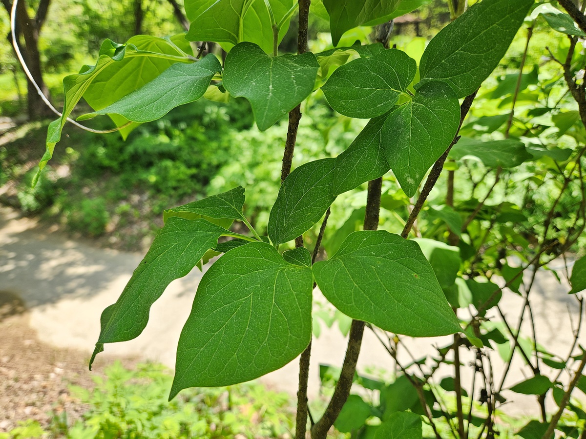 털개회나무