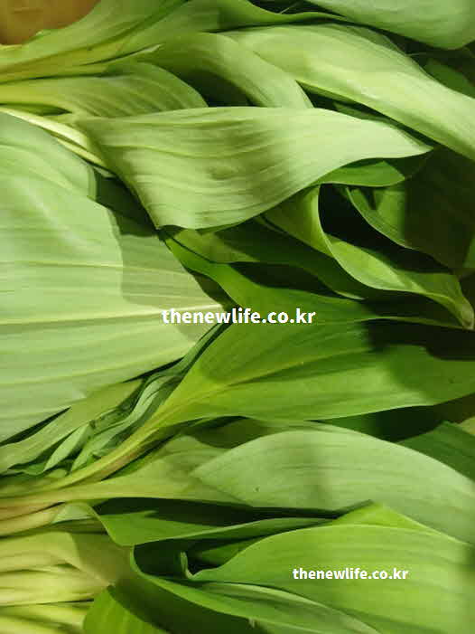 명이나물 효능 면역력 강화 비타민 C