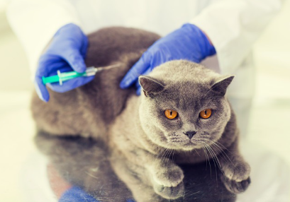 주사하는 고양이.