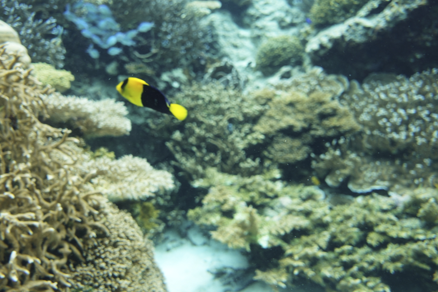 오키나와 츄라우미 수족관 해양생물들