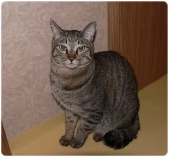 코리안숏헤어 코숏 고양이 종류 몸무게 고등어_6