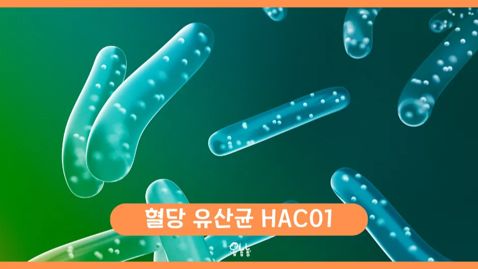 혈당 유산균 HAC01