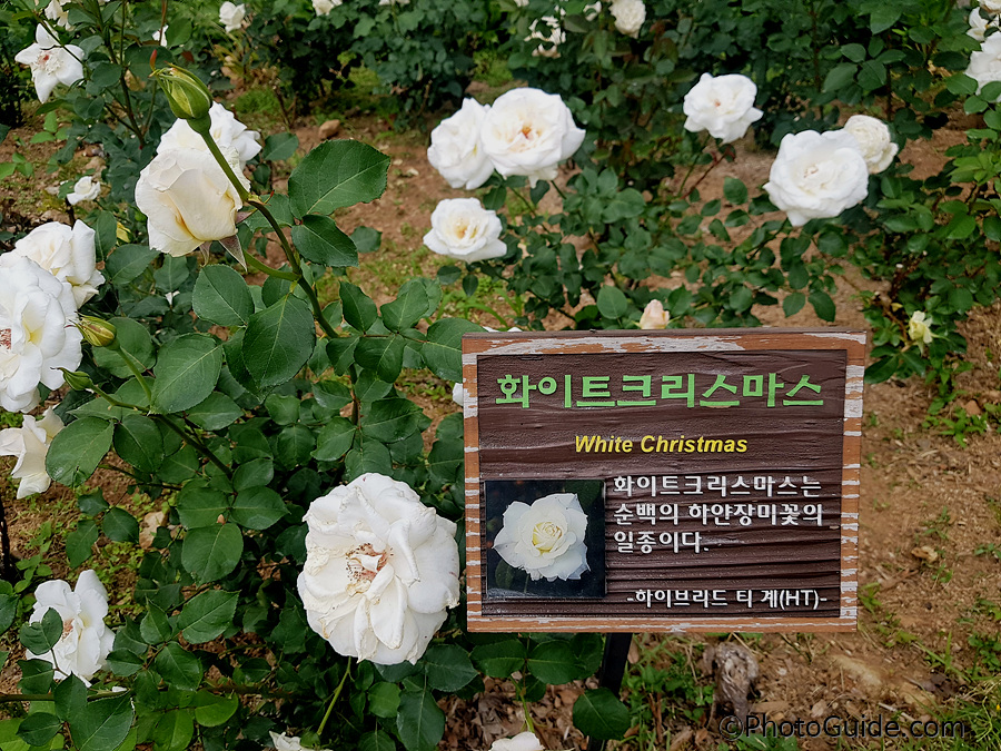 화이트크리스마스