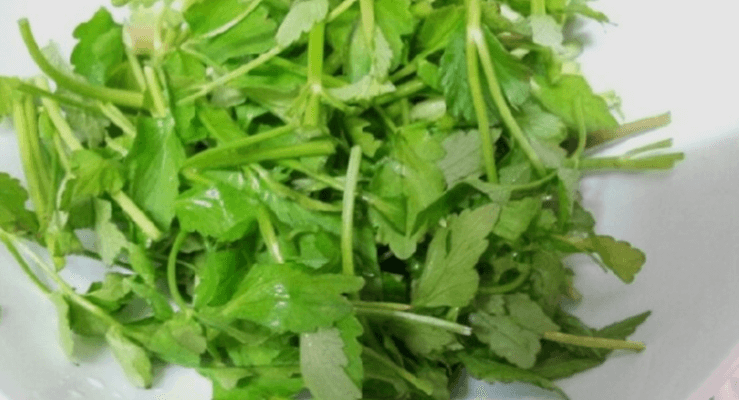 본나물 종류에 포함된 미나리를 다듬어 그릇에 올려 놓았다