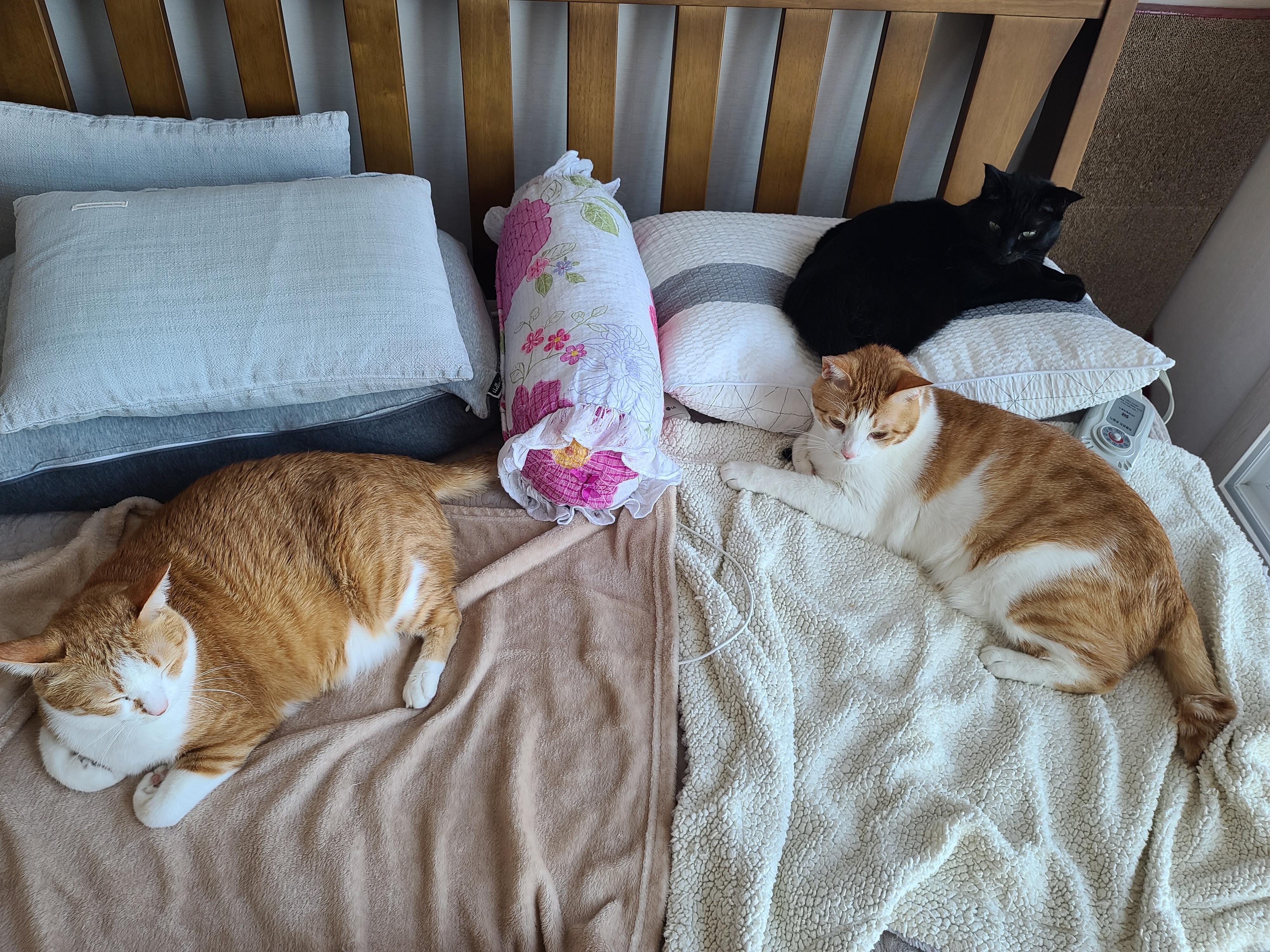 오랜만에 달달한 호야건이 브로맨스 (feat. 막둥이 삐용)