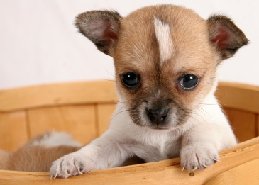 바구니에 들어있는 강아지.