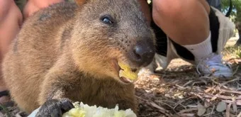 쿼카 웃는 동물 행복한 동물 특징 성격_19