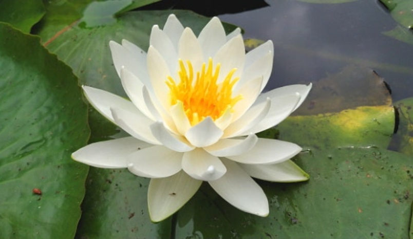 수련
