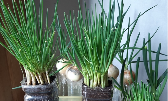 쪽파 언제 심어요? 가을 쪽파 봄 쪽파 심는 시기/종구/심는 방법/수확/보관