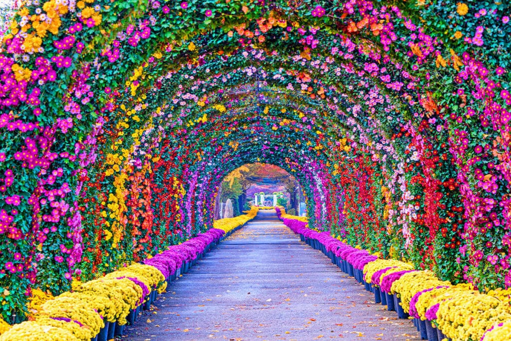 전국 국화축제 추천, 가을 여행지 Best5