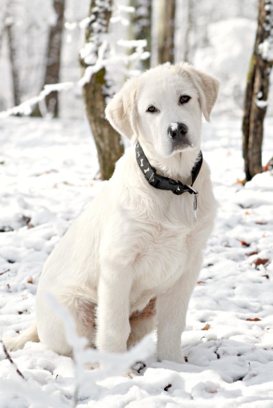 그레이트 피레니즈