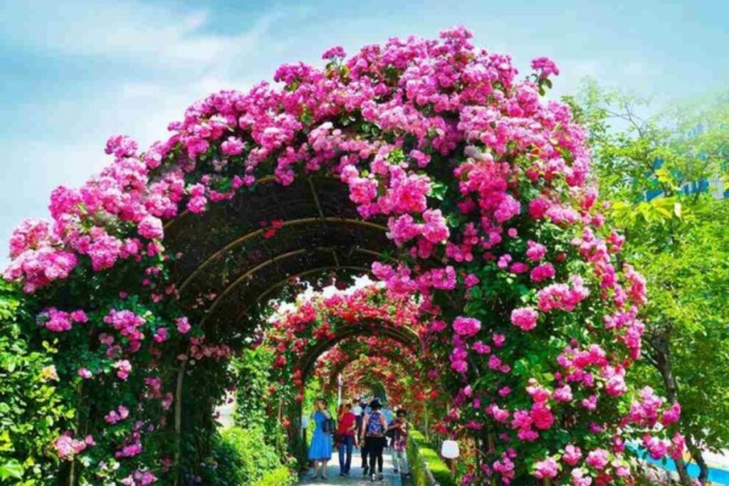 중랑-서울장미축제