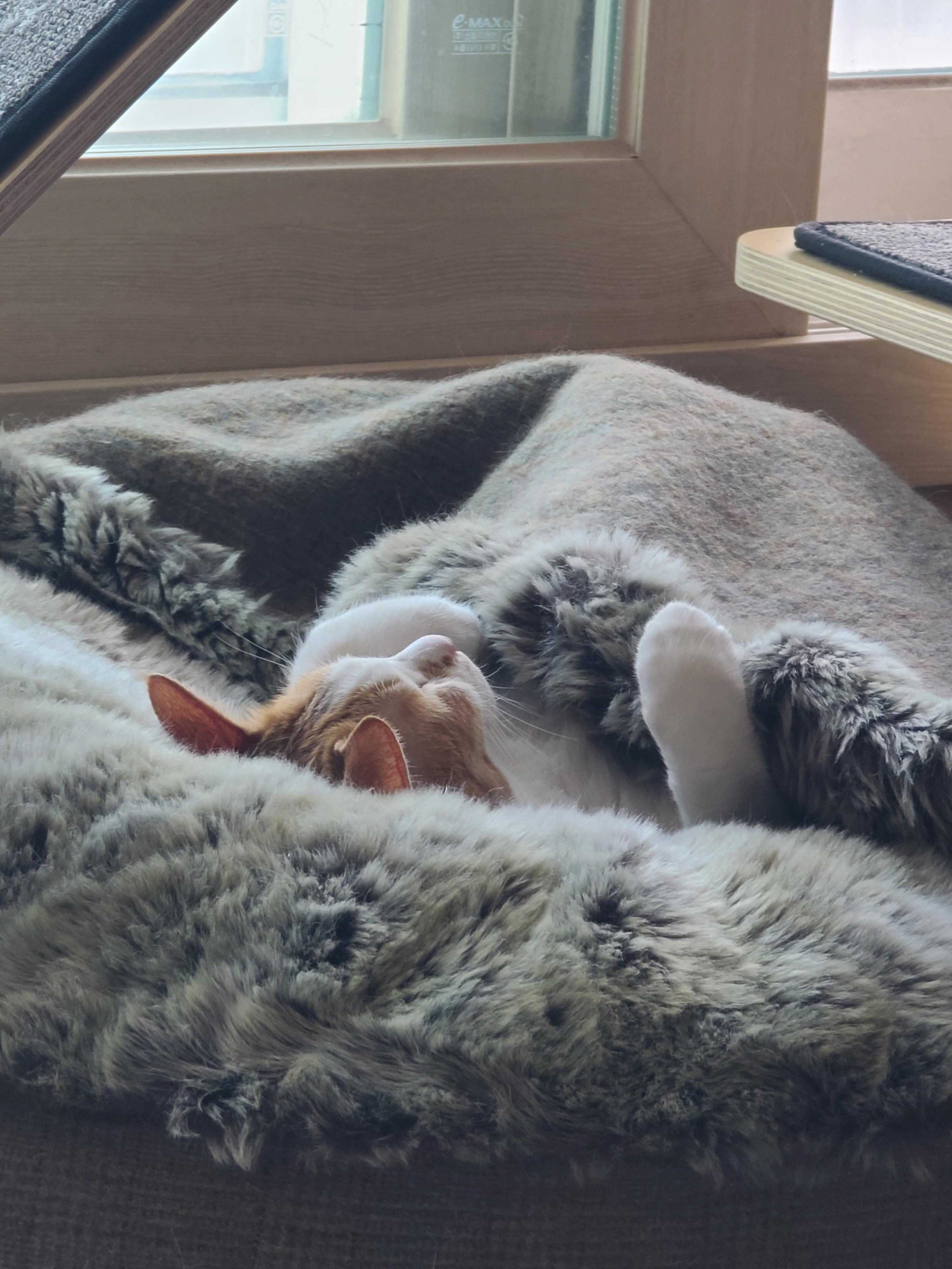 방석 안에서 잠이들었던 호야는 결국..(feat.너무 귀엽게 자는 호야)