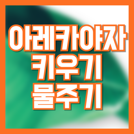 아레카야자 키우기 물주기 공기청정 효과! 실내화분 어떻게!?