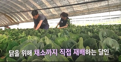 닭이먹는채소사료