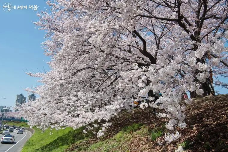 안양천 오목교2