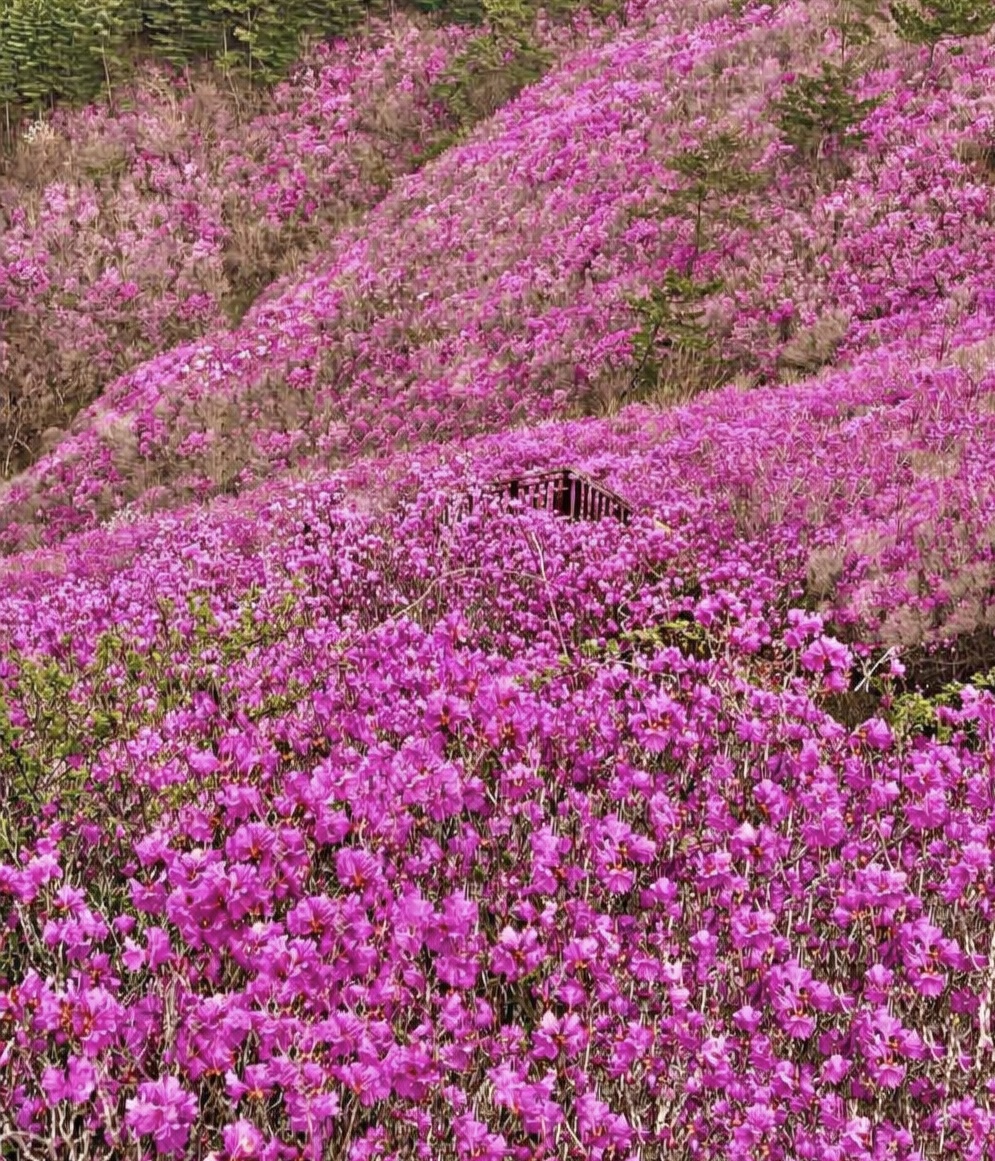 벚꽃은 짧다 지금 더 예쁜 봄꽃 명소 총정리(진달래 유채꽃 명소) 관련사진
