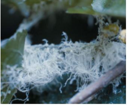 출처(산림청) - 뽕나무이