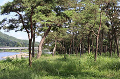 드들강 솔밭 유원지