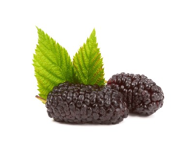 오디 효능 및 부작용, 먹는 방법