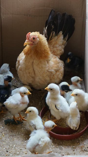 닭이 알을 낳지 않는 5가지 이유와 해결법 &ndash; 경험을 바탕으로 한 사육자 가이드