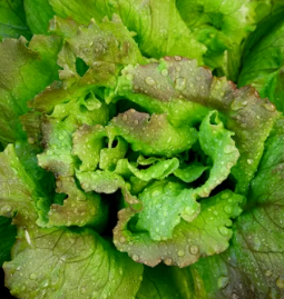 지방간에 좋은 음식 10 영양제 식단