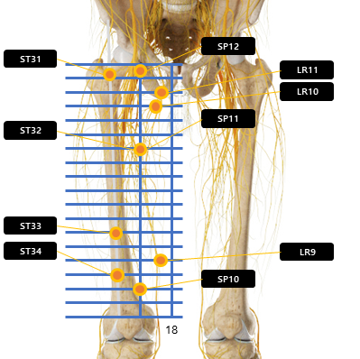 대퇴 넓다리 허벅지 주변 혈자리 요약
