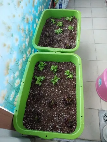 베란다 상자텃밭 상추 루꼴라 방울토마토 허브 모음 재배_10