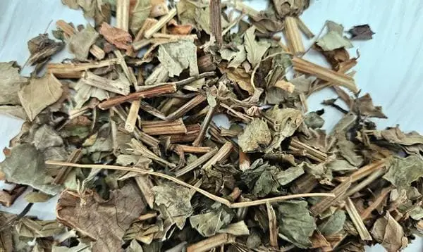 삼백초 차 복용법