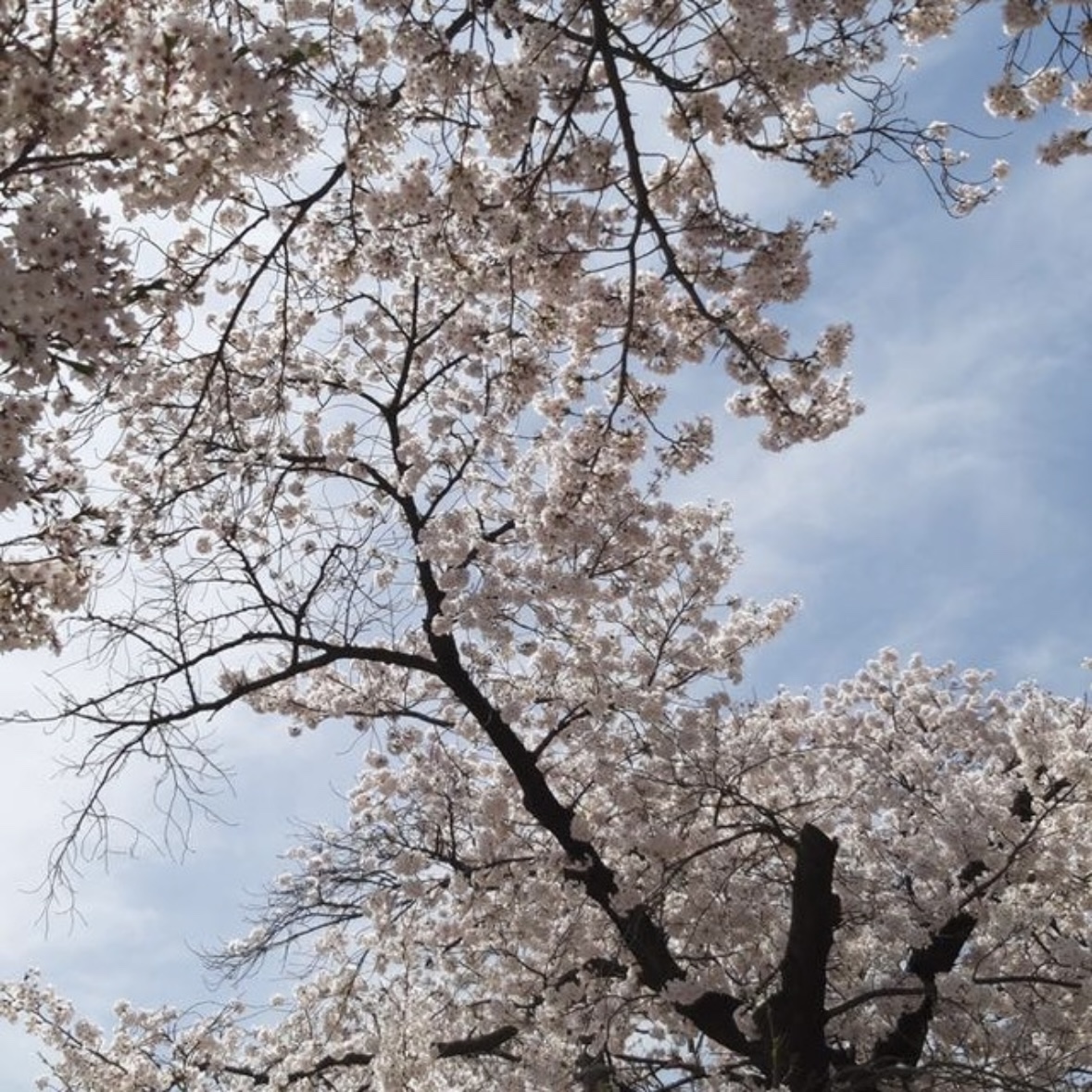 동학사 벚꽃 축제 일정