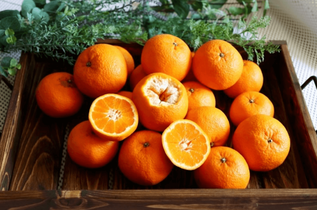 [한눈에 쏙!] 한라봉&#44; 천혜향&#44; 레드향 등 만감류의 차이점