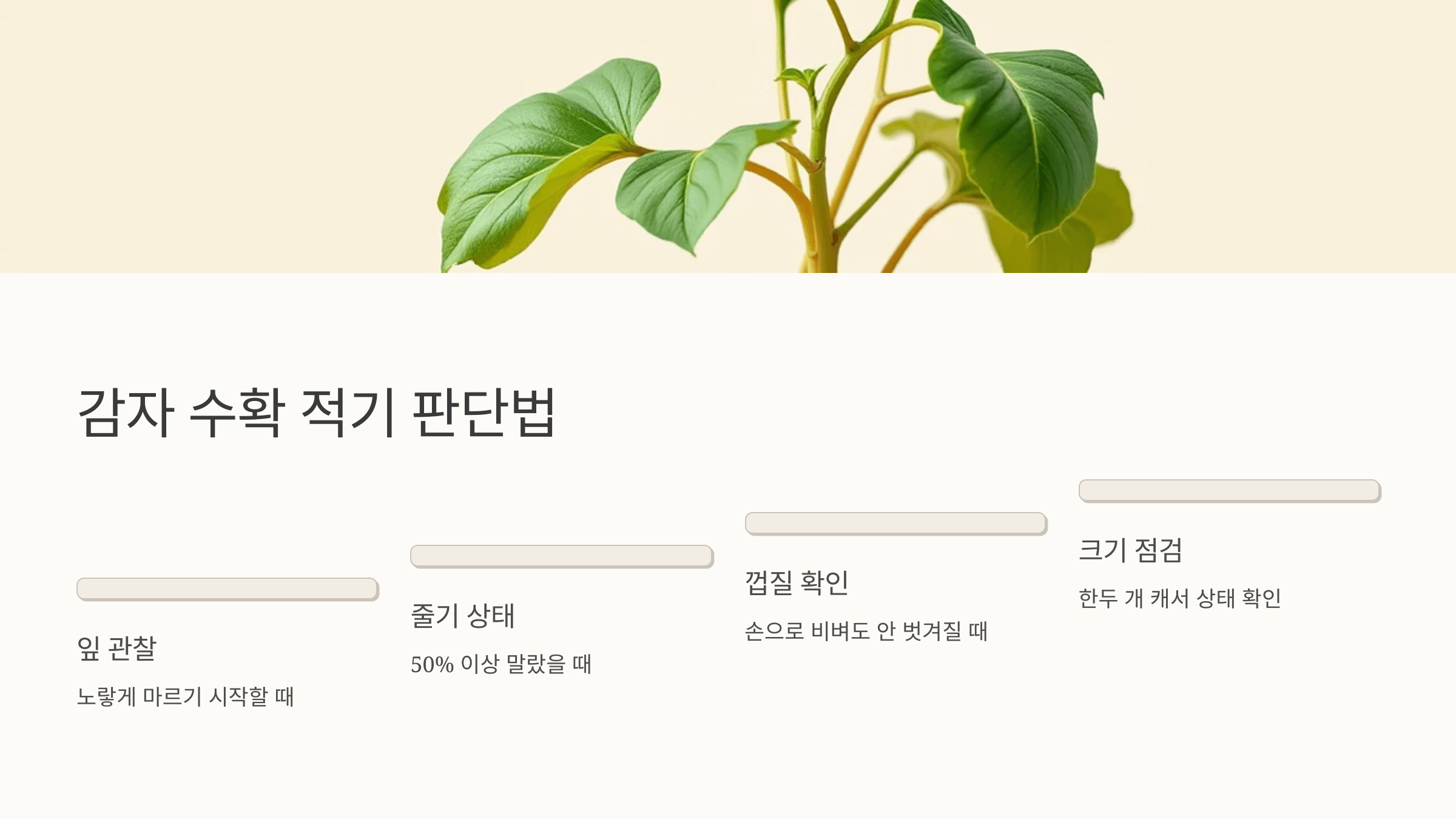 감자 사진입니다.