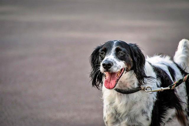 반려동물 등록과 비용, 자진신고로 과태료 피하기, 외장칩과 내장칩의 차이