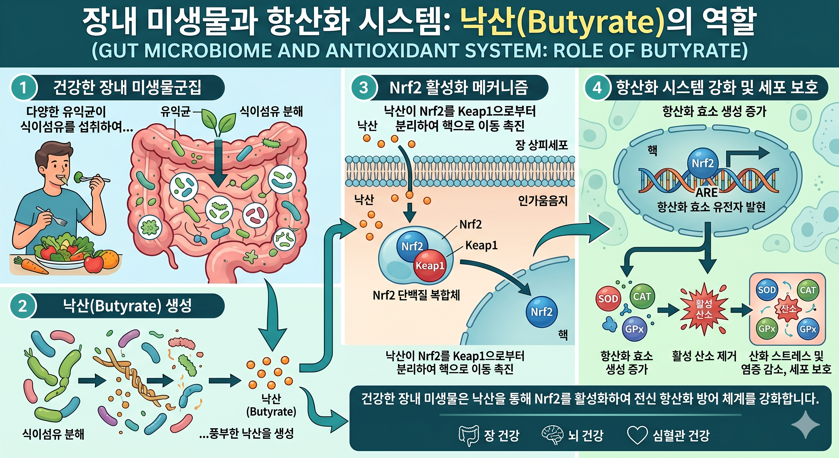 장내 미생물 부티레이트 Nrf2 항산화 &mdash; SCFA 장 상피 항산화 효소 활성화 장 투과성 전신 산화 스트레스