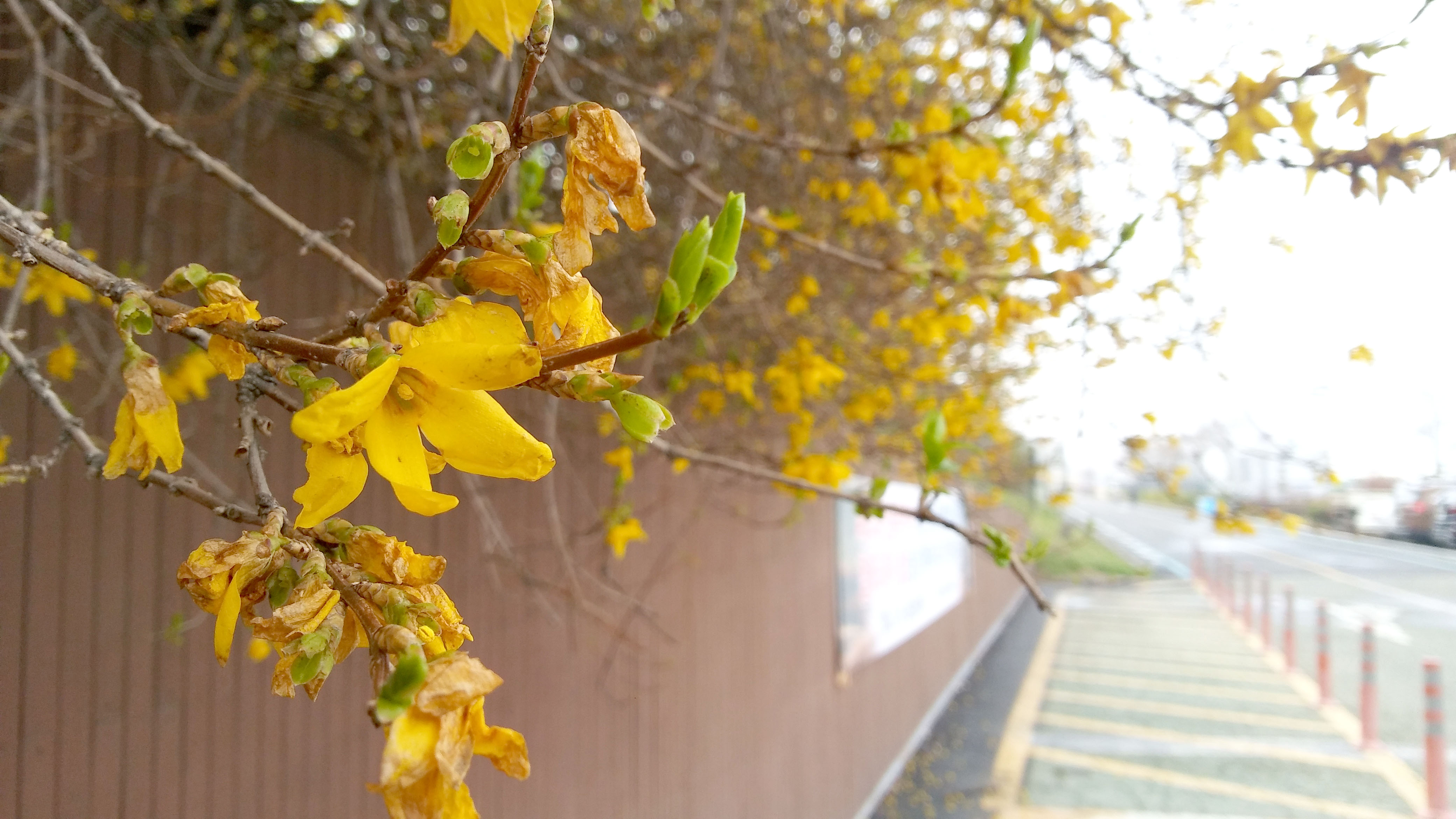 서울둘레길 3-1코스 고덕산&amp;middot;일자산 개나리 나비