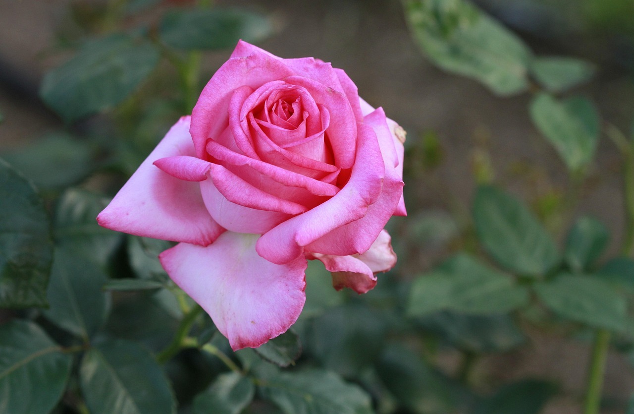 포항 영일대 장미원