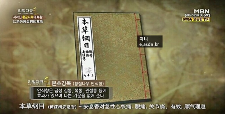 황칠나무 효능 9가지와 부작용 총정리.약초이야기 첫번째