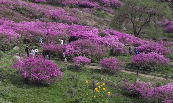 철쭉 축제 하는 곳