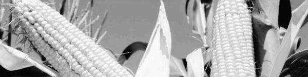 초당옥수수 보관법: 옥수수 재배방법