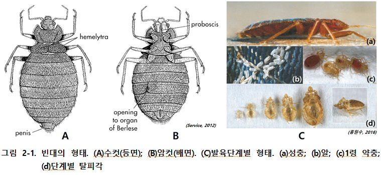 Bed Bug 빈대 물린자국 증상 찾는법 퇴치법 예방법