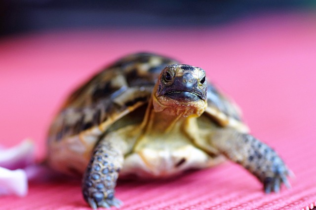 🐢 육지거북 겨울철 관리법: 건강한 계절나기를 위한 전문 가이드