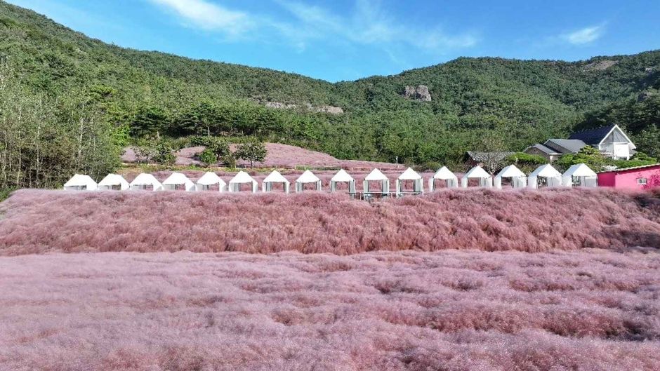 10월 지역 축제 핑크뮬리