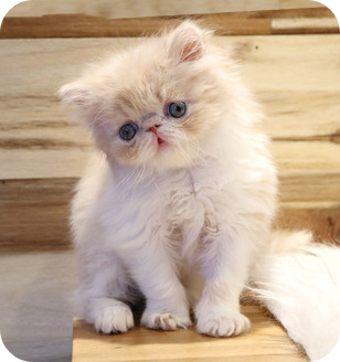 페르시안 익스트림 고양이 이미지 출처: https://yomidog.com/subpage/petkind/83