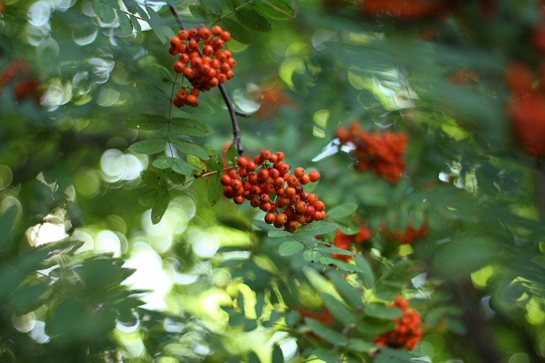 Rowanberry