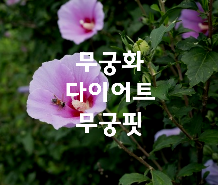 무궁화 다이어트 썸네일