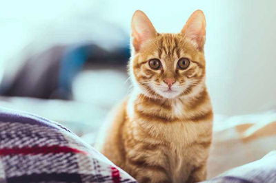 물끄러미 바라보는 고양이의 이미지