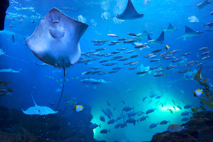 아쿠아플라넷 일산