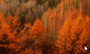 기차여행 단풍특선 추천