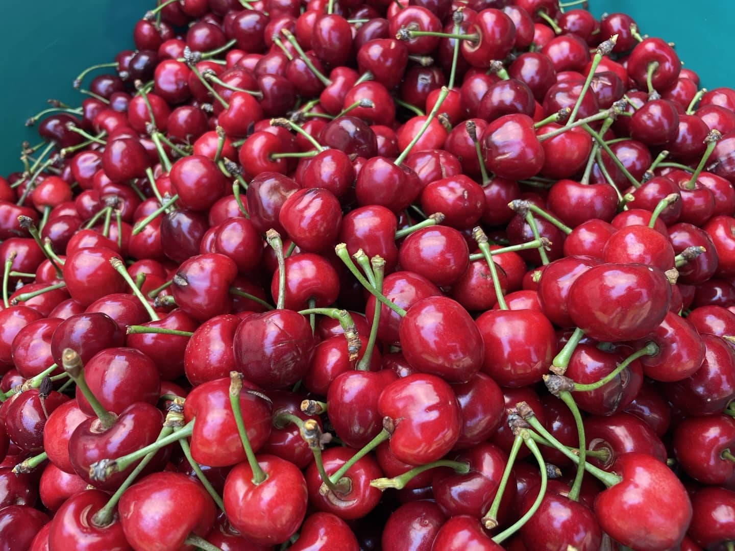 농장에서 수확한 체리