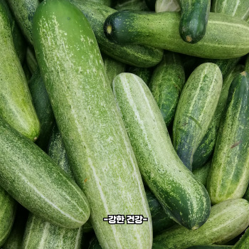 오이 효능